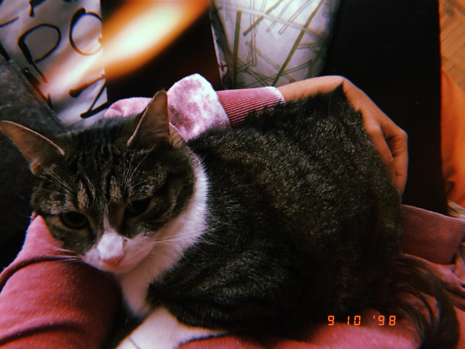 Un gato cogido en brazos por su dueña