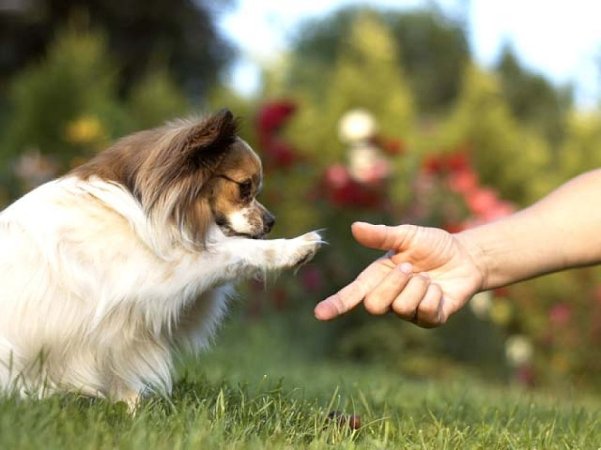 perro y mano