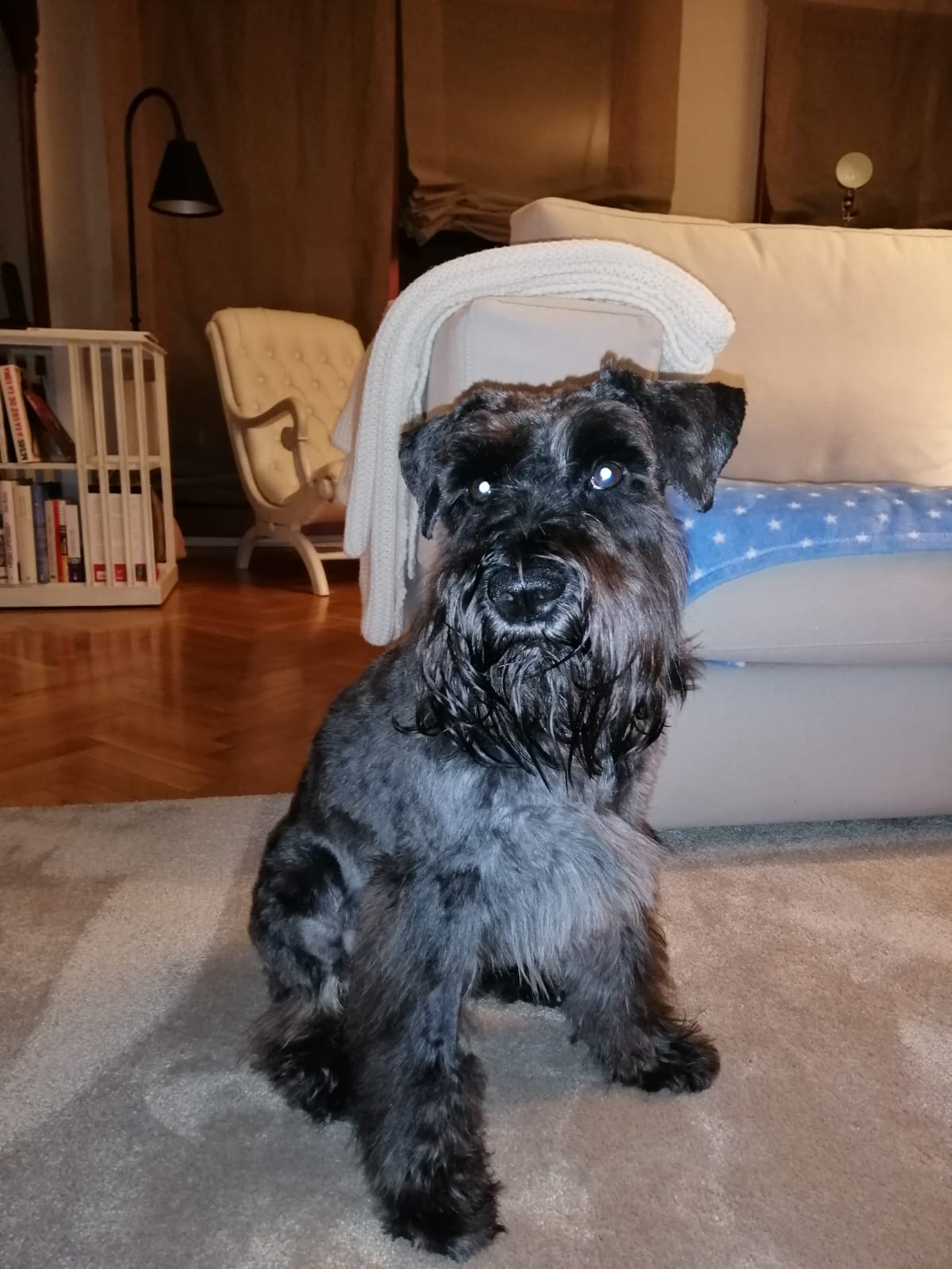 Mateo, un mini schnauzer de pelaje oscuro, sentado sobre la alfombra del salón de casa